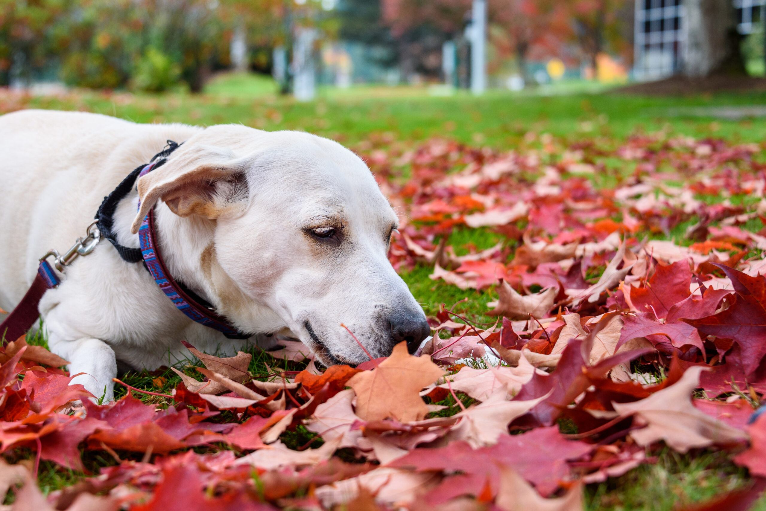White lab mix rescue dog outside in the park, red maple leaves scattered on the grass, buildings in background