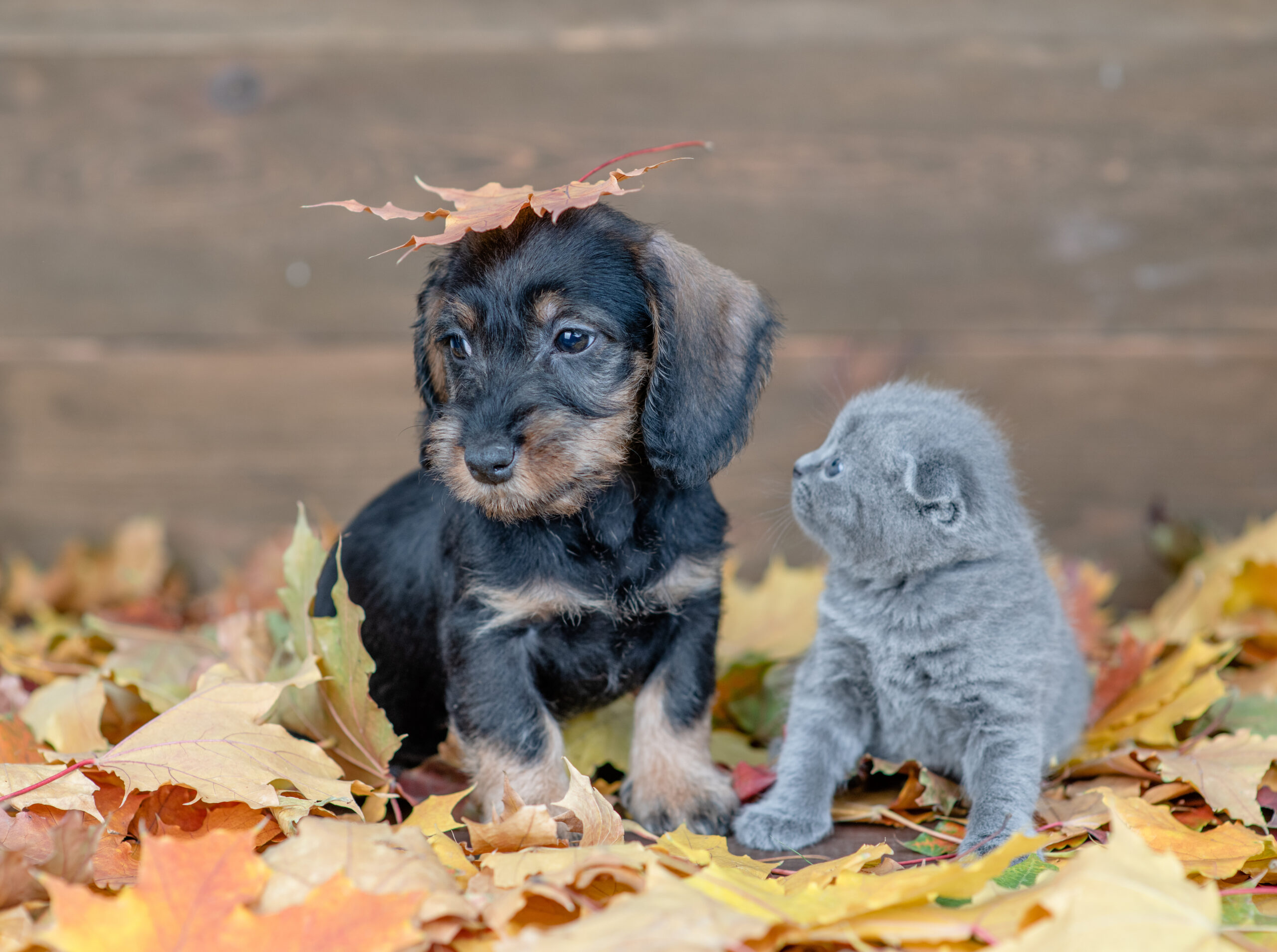 Puppy and kitten sitting together  on autumn foliage