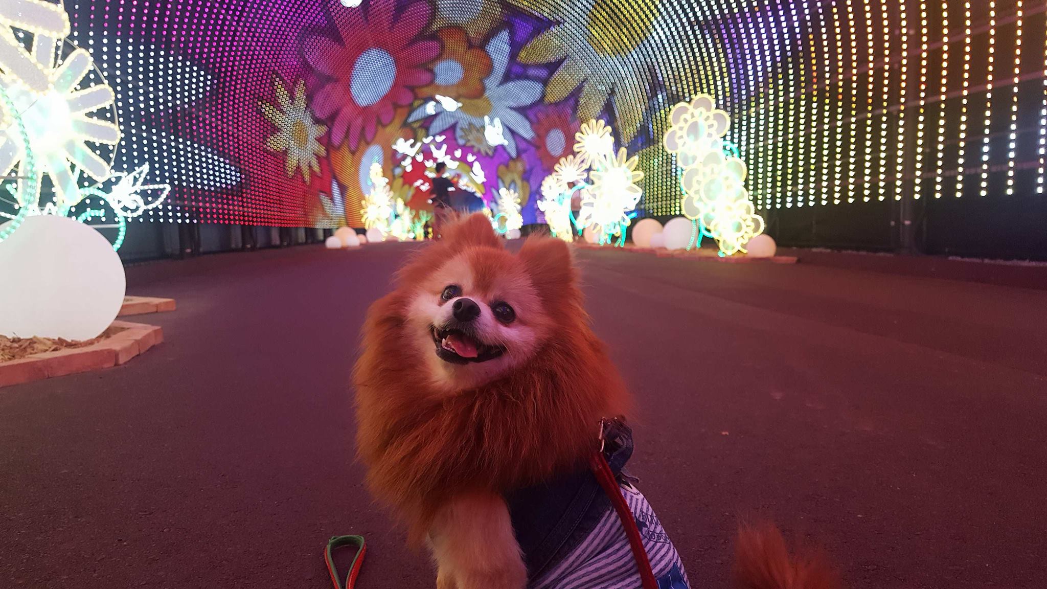 20353976_497009987317457_19332364_o