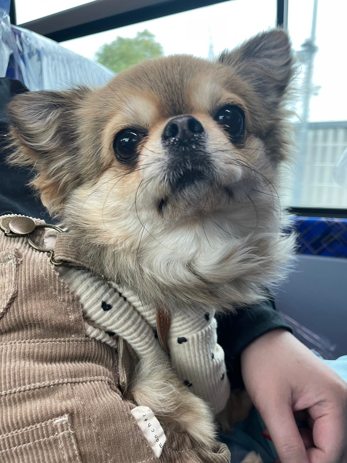 LINE_ALBUM_2024323初めてのバスツアー淡路島_240324_79