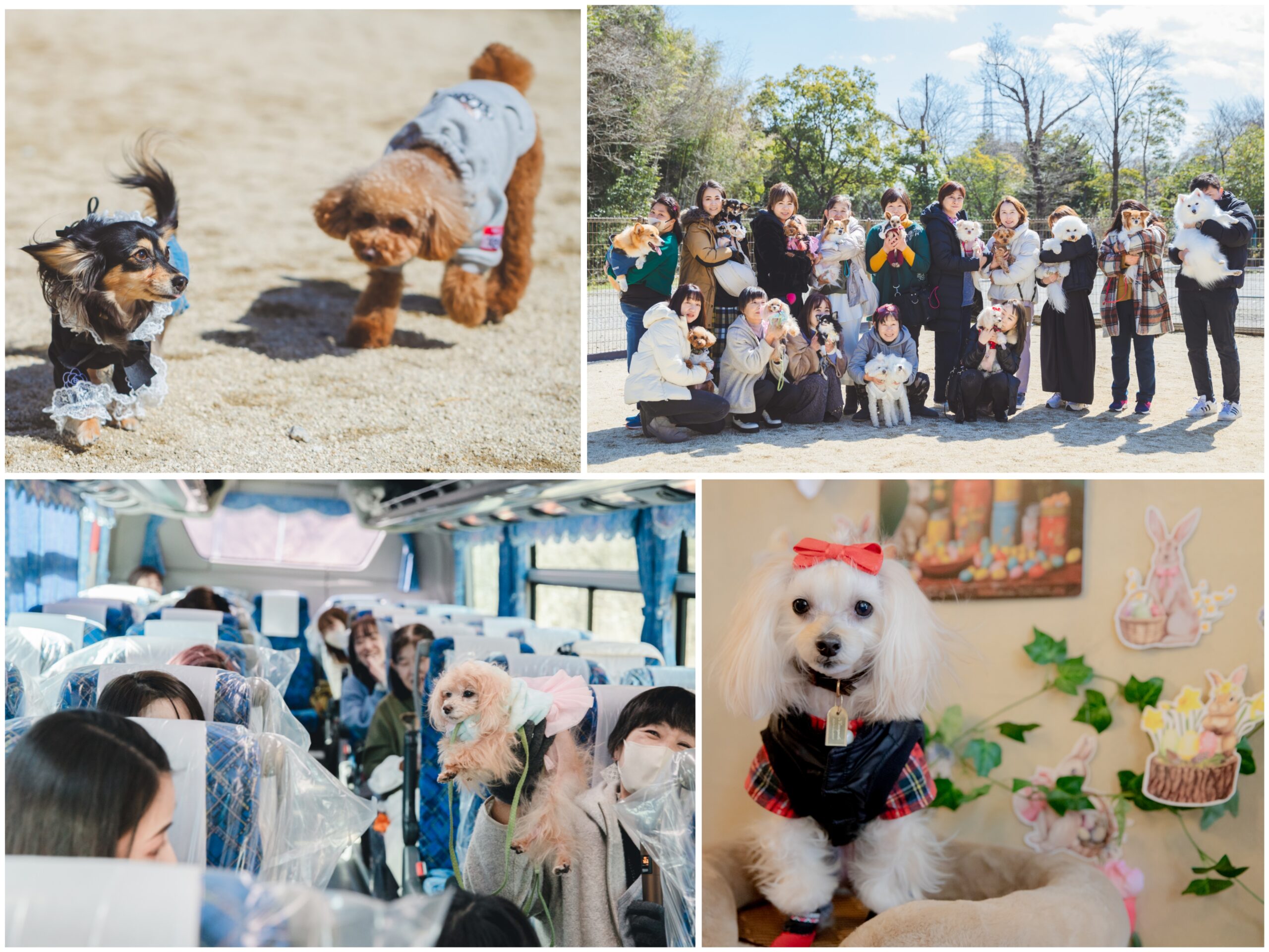 Polish_20241029_003304566