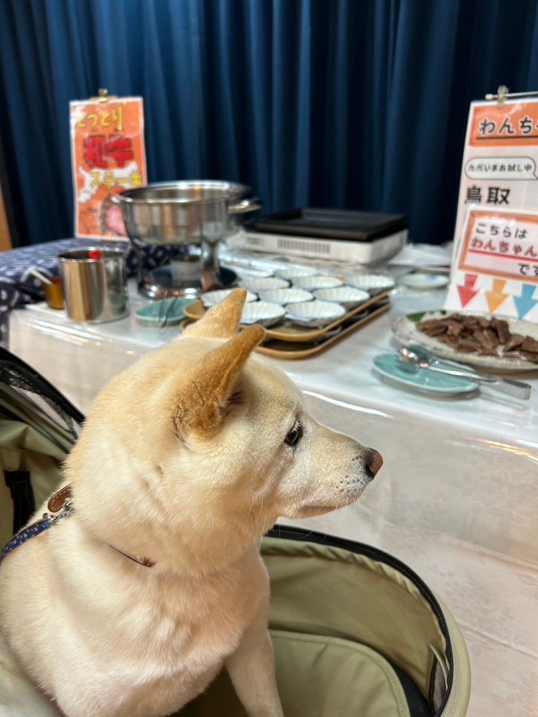 食事もワンコと一緒に