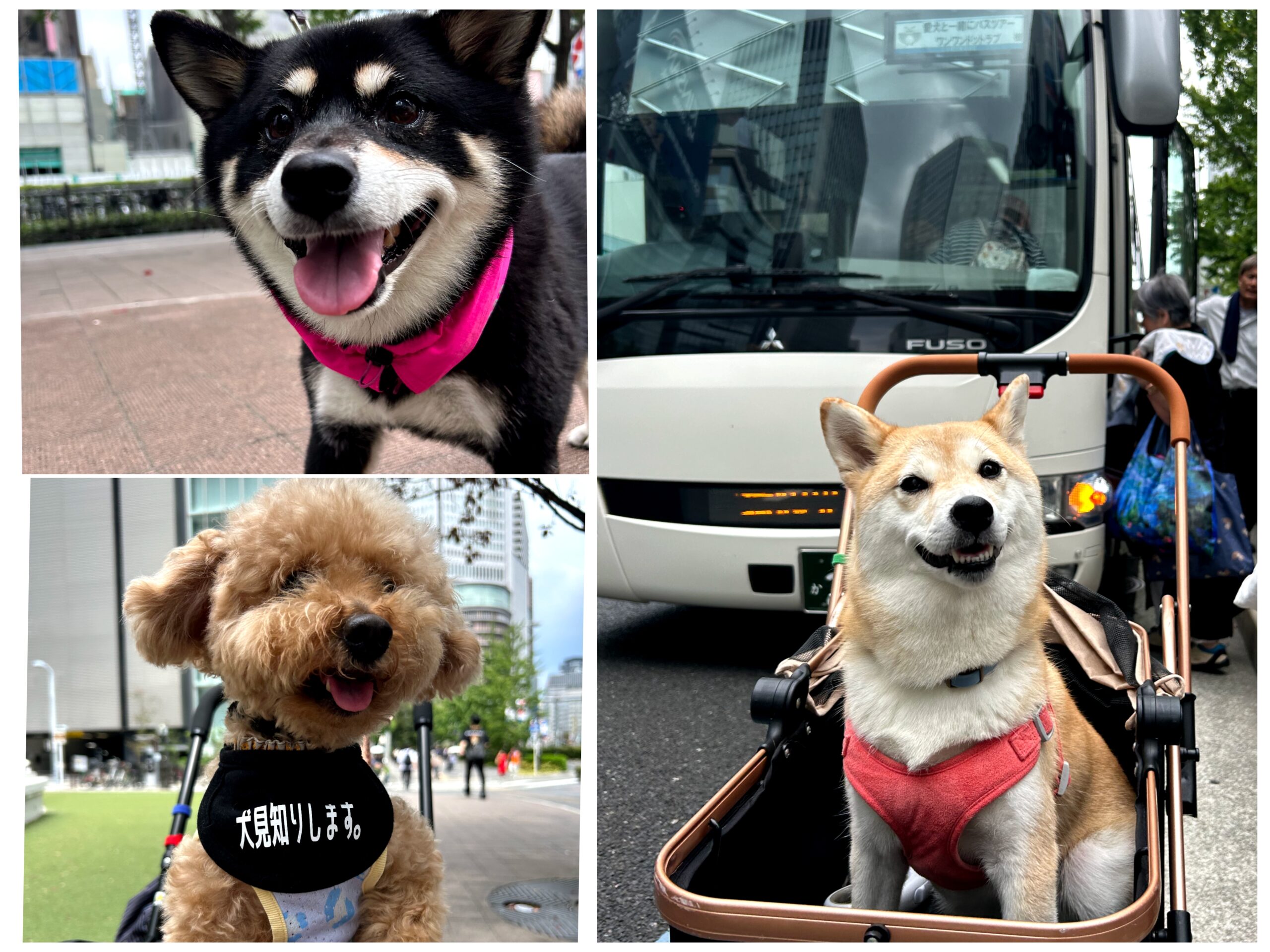 Polish_20250930_225106037