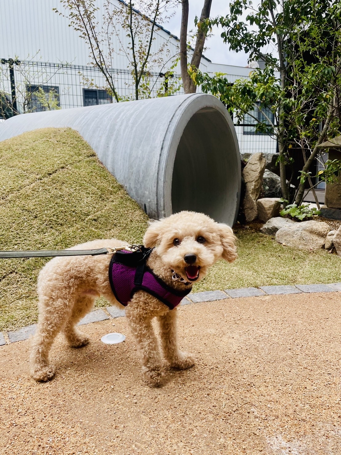 HarukiyaCafe 来店ワンちゃん①