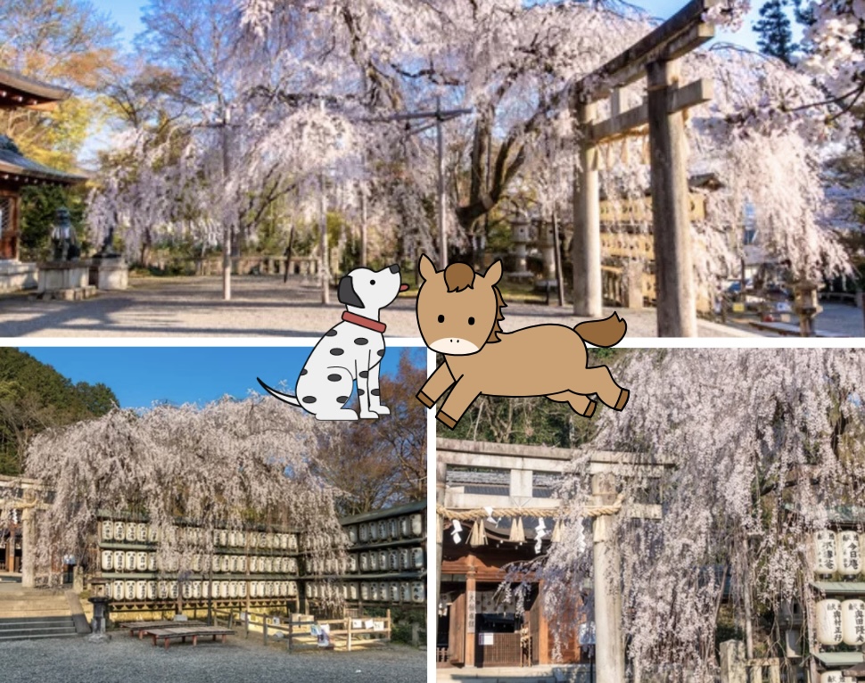 4.12春の京都ツアー – 6