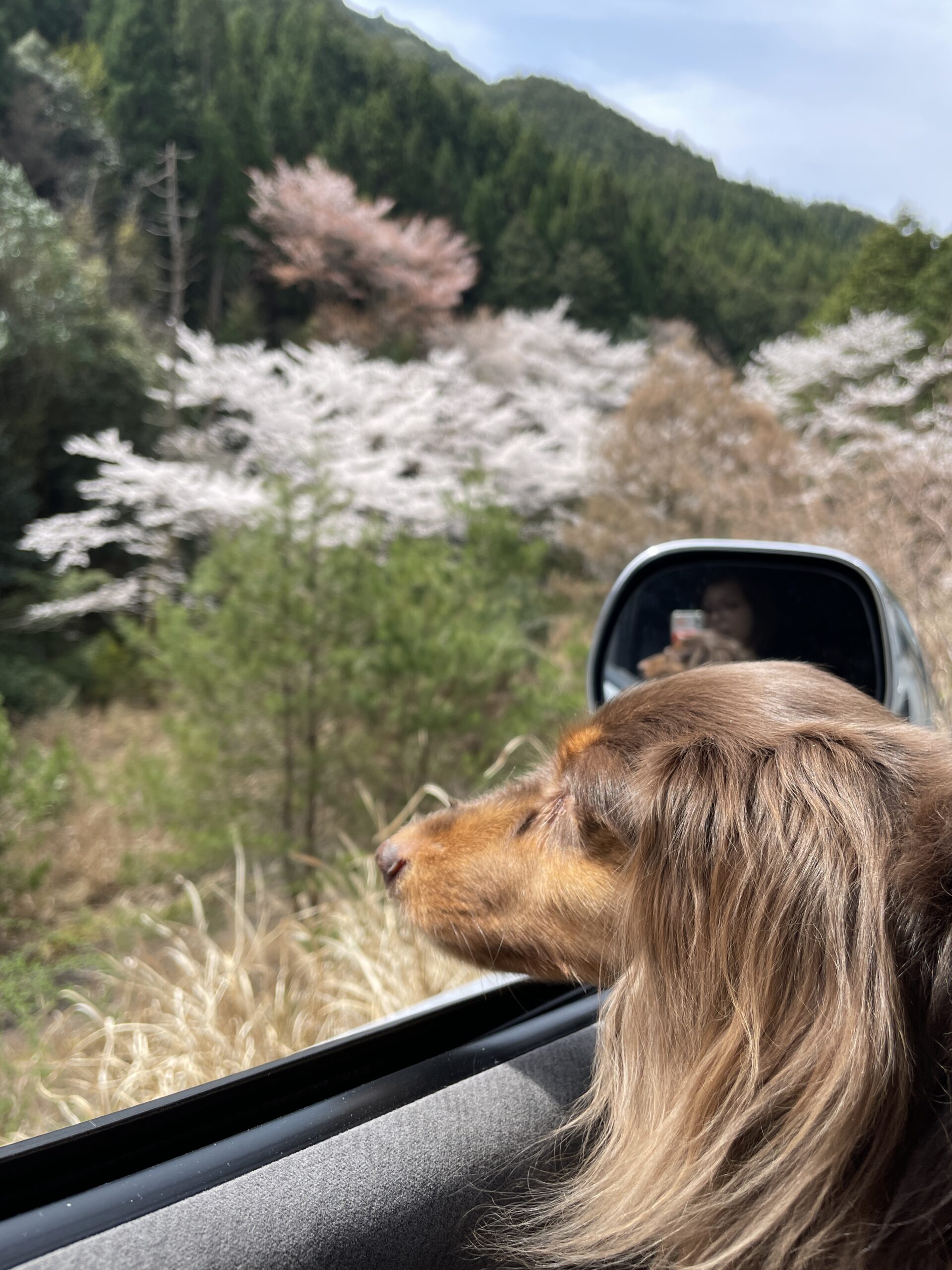 02-1犬とおでかけ