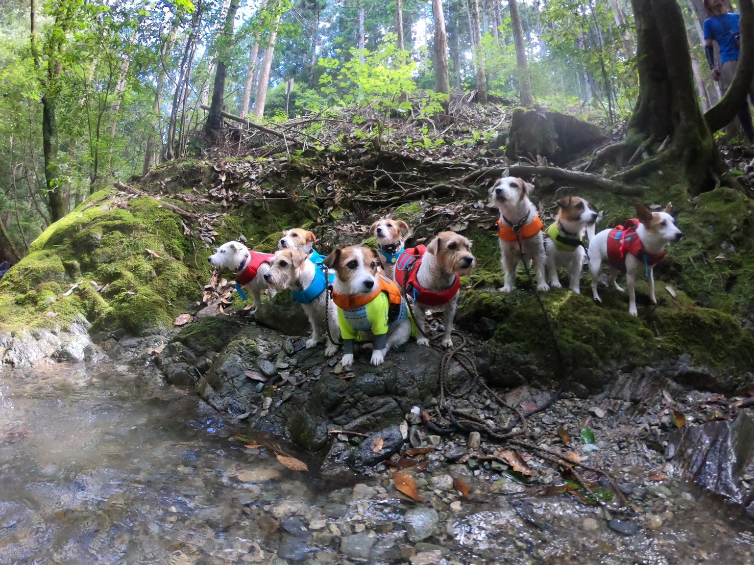 LINE_ALBUM_夏プラン過去_260519_8