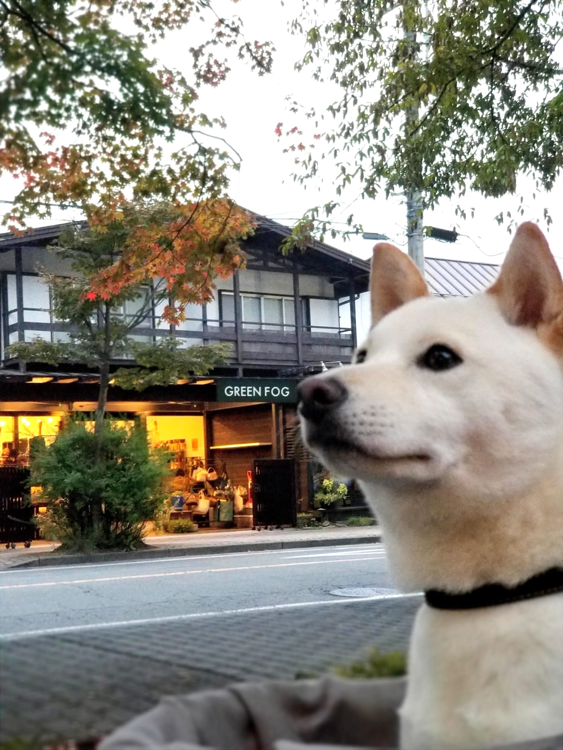 写真1_補正済み
